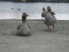 20081005121140_img_0874