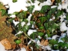 20090103135048_winter-6