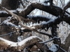 20090103135147_winter-10