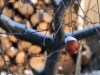 20090103135251_winter-12