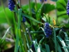 20090419083230_fruehling-1