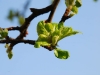 20090419083243_fruehling-2