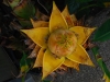 20100221171906_botanischer-garten-1