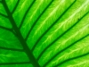 20100221172006_botanischer-garten-2