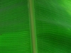 20100221173014_botanischer-garten-3