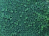 20100221173120_botanischer-garten-4