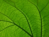 20100221173212_botanischer-garten-5