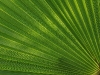 20100221173345_botanischer-garten-6