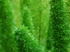 20100221173512_botanischer-garten-7