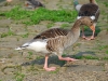 gans-marsch