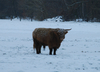 highlander