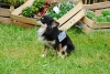hund-preisschild