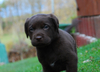 labrador-2