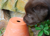 labrador