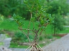 natur-weesenstein-2