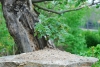 natur-weesenstein-3