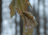 winter-1