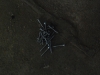 20090815174441_ostrale-54