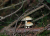 herbstwanderung-2