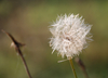 wald-11