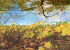 wald-13