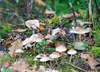 wald-15