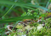 wald-16