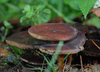 wald-18