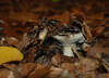 wald-2