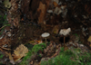wald-3