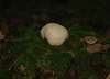 wald-4