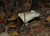 wald-5