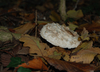 wald-6