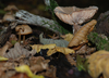 wald-8