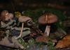 wald-9