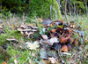 wald14-