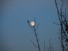 20091102092501_burg-mildenstein-51