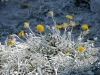 20090420143816__dresden-2