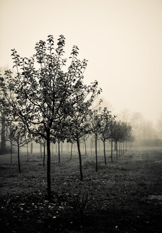 Schlosspark Zabeltitz im Nebel