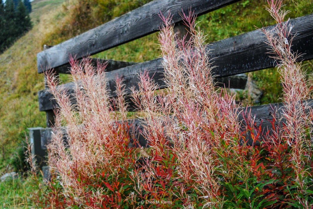 Pflanzen am Wegrand mit rötlichen Stängeln vor einem Holzzaun in den Bergen