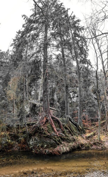 Wanderweg an der Kirnitzsch im Kirnitzschtal in der Sächsischen Schweiz