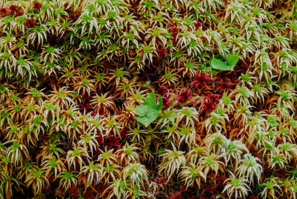 Zarte Pflanzen am Wegesrand nahe der Krimmler Wasserfälle