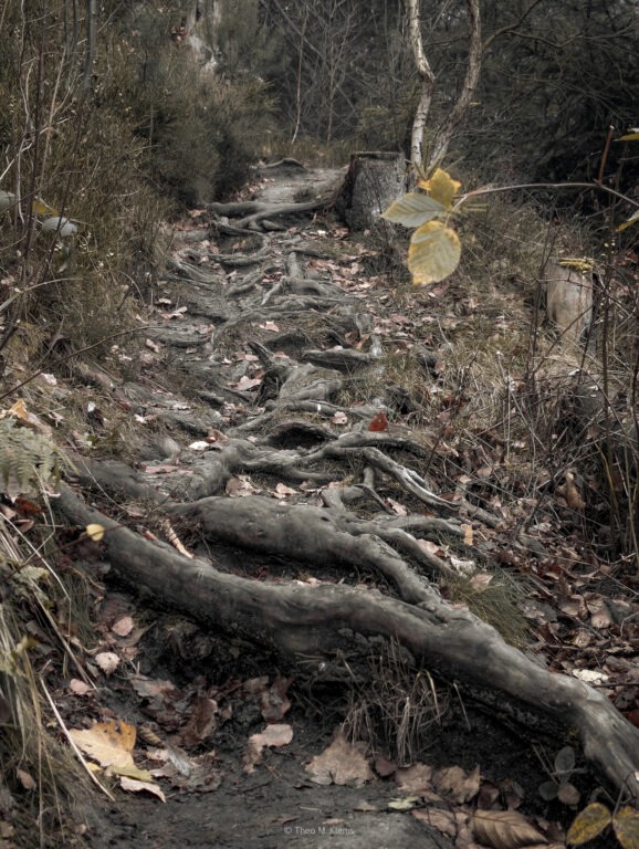 Weg zum Arnstein über Wurzeln