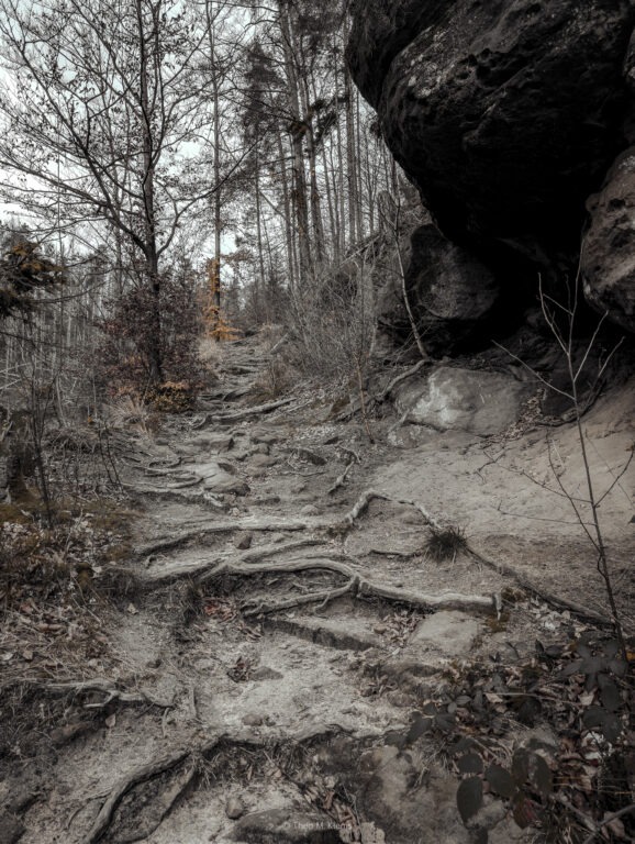 wurzeliger Aufstieg zum Arnstein im Elbsandsteingebirge