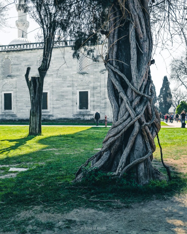 Im Garten der Moschee über den Dächern von Istanbul