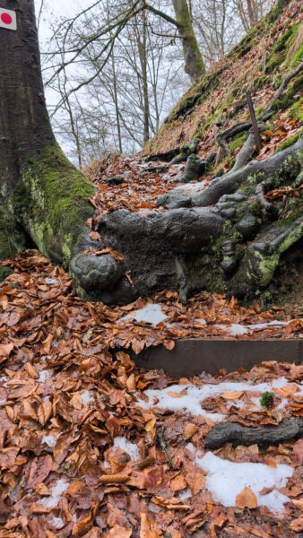 Vereiste Holzstufen im Aufstieg zur Hohen Liebe im Winter