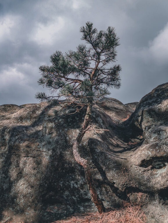 Kiefer auf den Sandsteinfelsen des Großen Teichsteins in der Sächsischen Schweiz