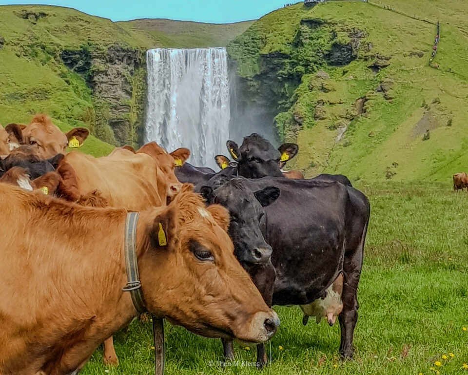 Kühe vor einem Wasserfall in Island