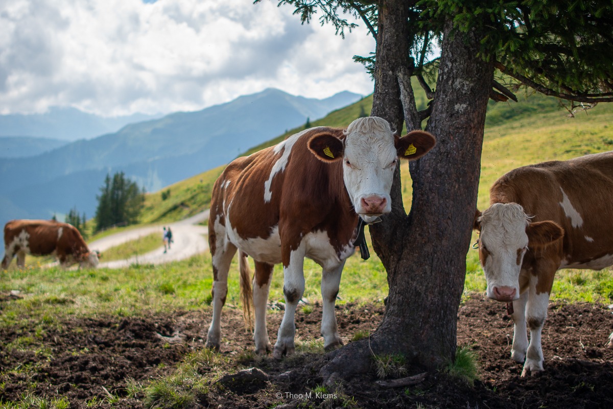 Kühe auf einer Alm in Tirol vor weiter Berglandschaft