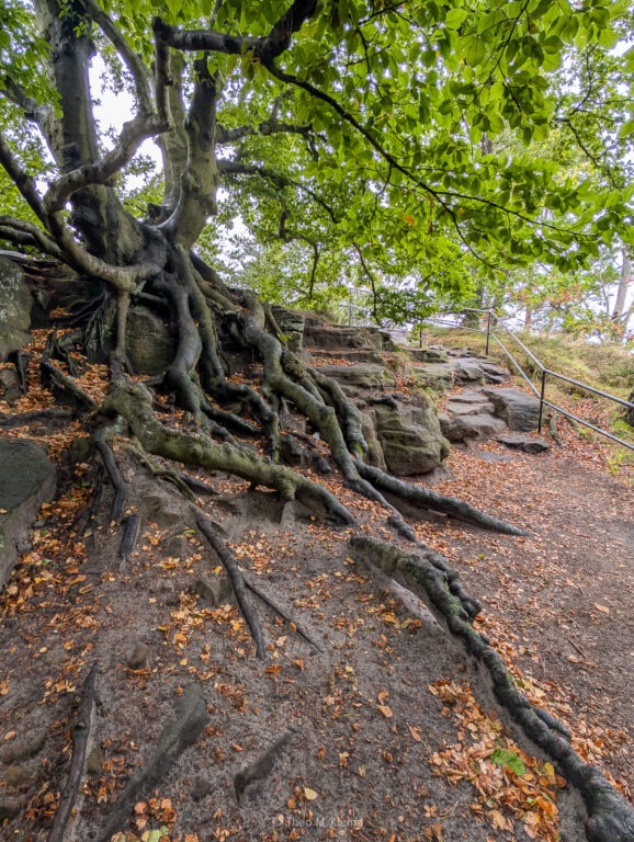 Baumwurzeln auf dem Wanderweg zum Lilienstein in der Sächsischen Schweiz